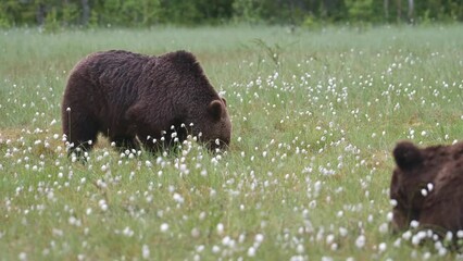 Wall Mural - An injured female brown bear walks in the middle of the cotton grass on a Finnish bog