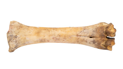 beef bone without meat isolated on white background