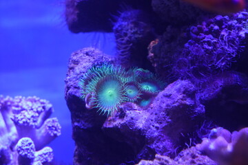 Wall Mural - Button Polyps|Bright Green Zoanthid Polyp Soft Corals