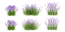 Lavender Flowers Isolated On White