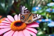 Colorful Butterfly Alighting Gracefully on a Delicate Flower Petal, an Inspiring Image of Wildlife and Floral Harmony in Natural Setting