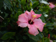Slightly Dried  Pink White Hibiscus Plant