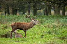 Red Deer Stag Coming Out Of Forest On A Meadow While Roaring With Open Mouth