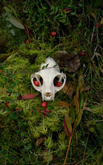 Wall Mural - animal skull on moss close up, natural abstract background. autumn season. symbol of death, terrible, scary. Mysticism, occultism, Witchcraft, samhain sabbat, Halloween concept. top view