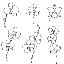 Hand-drawn Black And White Orchid Flowers Elegant Continues Line Art Drawing. Set Of Orchid Spring Blossom One Line Art Or Single Line Minimalist Vector Artwork Illustration.