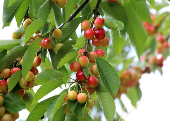 Sticker - On a tree branch, ripe berries sweet cherry (Prunus avium)