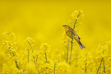 Yellowhammer, Emberiza Citrinella.  Bunting Bird Sitting On A Rapeseed Field. Yellow Rapeseed.