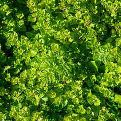 Wall Mural - Green foliage of plants.