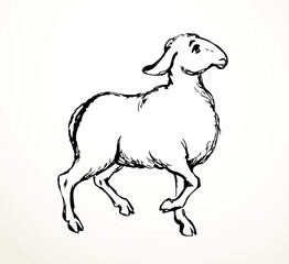 Poster - Vector drawing. Cute small sheep