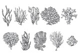 Fototapeta  - handdrawn seaweed illustrations, seaweed drawings, sea, elements, marine illustrations, sea, ocean, water, seaweed tattoo