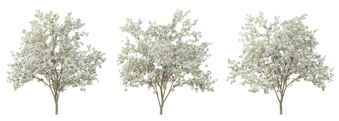 Wall Mural - pyrus calleryana tree on transparent background, png plant, 3d render illustration.