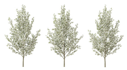 Wall Mural - Pyrus calleryana tree on transparent background, png plant, 3d render illustration.