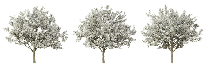 Pyrus calleryana tree on transparent background, png plant, 3d render illustration.