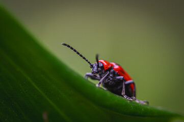 Insect on a beautiful green background.