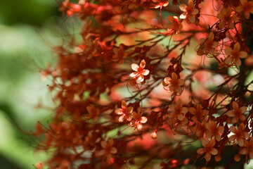 Wall Mural - Caribbean flame tree at Botanical Diamond garden of Saint Lucia