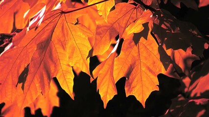Wall Mural - Autumn Maple Leaves - Windy Shaking Loop - Closeup on yellow maple leaves
