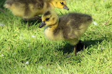 Canvas Print - Canada Gosling 18