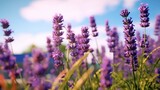 Fototapeta Lawenda - lavender flowers at a sunny day and deep blue sky at the background, beautiful sunny day at the background,beautiful summer spring morning blue sky Sunlit field of lotus panoramic landscape background