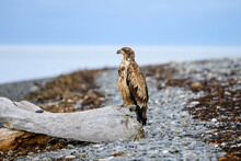 Juvenile Bald Eagle Perched On A Driftwood Log On The Beach Of Homer Spit, AK
