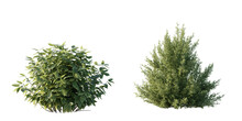 Isolated Shrub Bushes In 2 Variation, Best Use For Landscape Design, Best Use For Post Production Render.