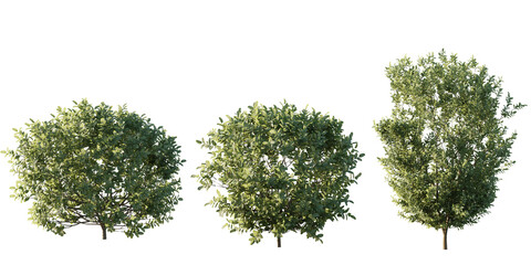 isolated shrub bushes in 3 variation, best use for landscape design, best use for post production render.