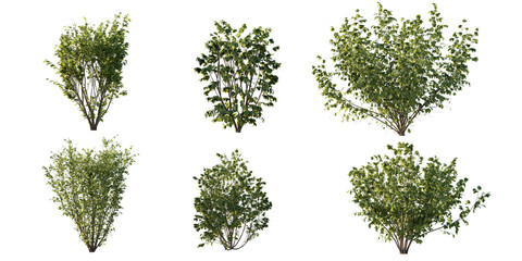 isolated shrub bushes in 6 variation, best use for landscape design, best use for post production re