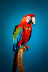 colorful red parrot on perch isolated on plain blue studio background made with generative ai