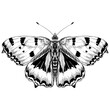 Butterfly sketch vintage animal vector illustration.