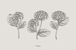 Vintage hydrangea pattern. Vector botanical illustration. Set.
