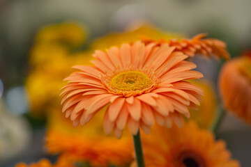 Sticker - gerbera flowers at a flower show