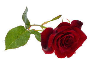 Poster - red rose isolated