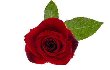 Sticker - red rose isolated