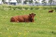Red and black Holstein Frisian cows on a meadow in Moordrecht