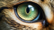 Grüne Augen des Tigers: Beeindruckende Nahaufnahme eines Katzengesichts