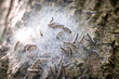 Nest von Eichenprozessionsspinnern an einer Eiche in Düsseldorf, Deutschland