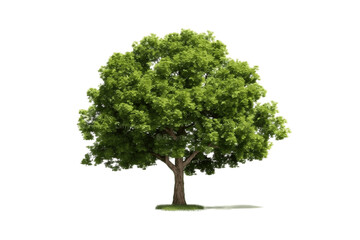 Wall Mural - Green Tree Isolated on Transparent Background. AI