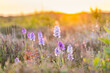 Orchis during sunset in park Formerum dunes at wadden island Terschelling Friesland province in The Netherlands