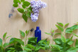 beautiful garden lilac flowers captured in bottle for essential oils