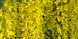 nature banner, bumblebee flying to pollinate flowers in springtime garden