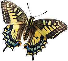 PNG Flying Colorful Butterfly Isolated On Transparent Background. Papilio Machaon. Old World Swallowtail. Digital Illustration