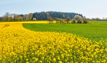 Yellow Mustard Field Landscape Industry Of Agriculture On The Background Colorful Autumn Forest