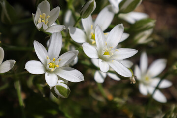 Wall Mural - white spring flowers