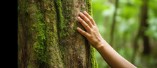 Nature Lover Hugging Trunk Tree With Green Musk In Tropical Woods Forest.