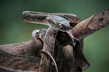 Wall Mural - mangrove pit viper on a branch