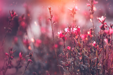 Wall Mural - Sage royal bumble, red salvia blooming in summer garden. 
Red flowers of Salvia, Salvia microphylla, Jamensis Reve Rouge flowers growing, nature background