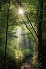 Sticker - sunlight streaming through dense tree canopy, created with generative ai