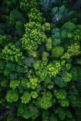 Wall Mural - aerial view of a dense green forest canopy, created with generative ai