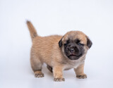 Fototapeta Psy - Cute newborn of puppy dog isolated on white background,  Full body standing of small brown dog
