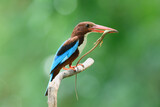 Fototapeta  - White-throated Kingfisher