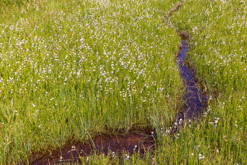 Poster - Small stream in a wet meadow with flowering Cotton grass